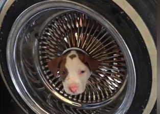 Cute Puppy Gets Stuck in a Not-So-Cute Situation