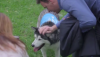 Shelter Dogs Used to ‘Rescue’ and Enhance the Lives of Office Workers During Lunch Breaks