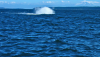 California Blue Whales Showing Recovery